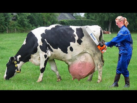 PRETTY GIRL Milks Cows on a Farm | Natural Farm