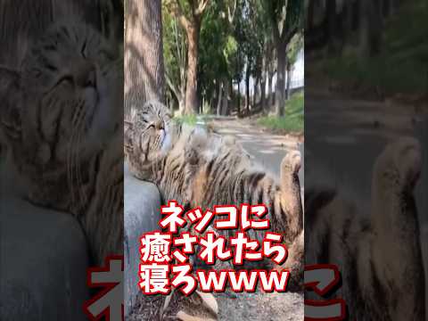 ネッコの動画で癒されたら寝ろｗｗｗ　#2ch #2ch動物スレ #2ch面白いスレ #動物 #犬 #猫 #癒やし #ねこ