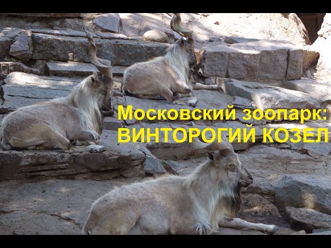 Московский зоопарк: ВИНТОРОГИЙ КОЗЕЛ. Смешное видео. Приколы с животными. Винторогие Козлы отдыхают.