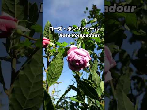 フルーティな香りとラベンダーピンクの花:ローズ・ポンパドゥール Rose Pompadour⠀ピンクの秋花が咲いた。2024年12月4日⠀デルバールdelbardのシュラブ・ローズ。フランスのバラ