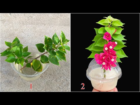 The best method to make paper flowers bloom and root the fastest I have ever seen