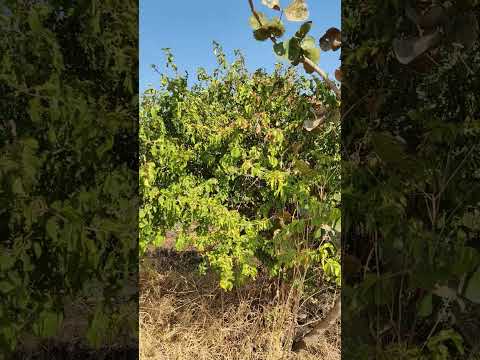 Different type of tulsi plant