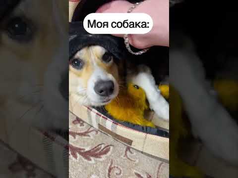 СМЕШНЫЕ ЖИВОТНЫЕ | ДРУГИЕ СОБАКИ & МОЯ СОБАКА #funny #dog #funnyvideo #humor #pet #cute