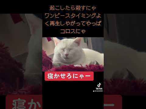 大福猫シロネコオリバー