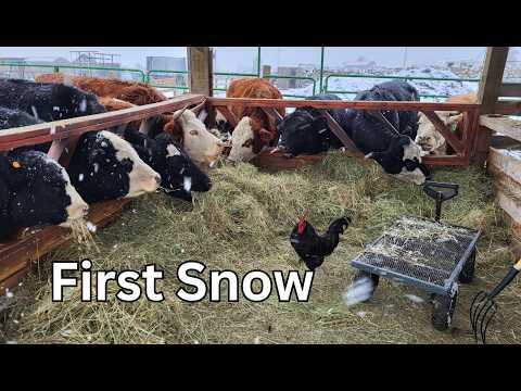 Winter Farm Chores (Real Life Snow Globe)