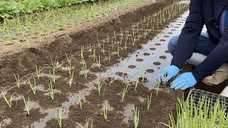 玉ねぎ（タマネギ）の栽培方法・トウ立ちを防ぐ肝心な玉ねぎ苗の植え方23/10/30