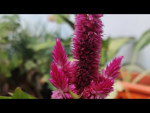 #youtube | Celosia | Cockscomb in full bloom #greenmeadows