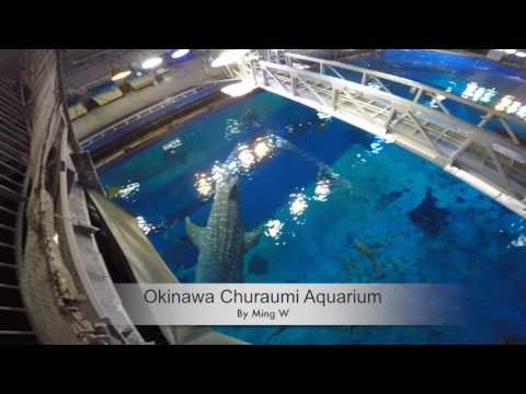 Okinawa Churaumi Aquarium ( whale shark ) 沖繩美麗海水族館 ( 鯨鯊 )     3rd largest aquarium tank in the world