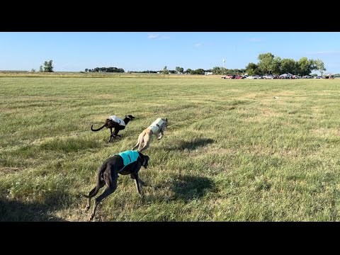 Atlanta Dog Races