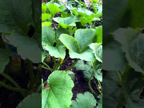 Harvesting vegetables #gardening #nature #shorts