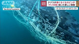 「下にいるぞ！」クジラとあわや接触　網ぐるぐるで…「サメ対策」招いた悲しい事態も(2023年7月12日)