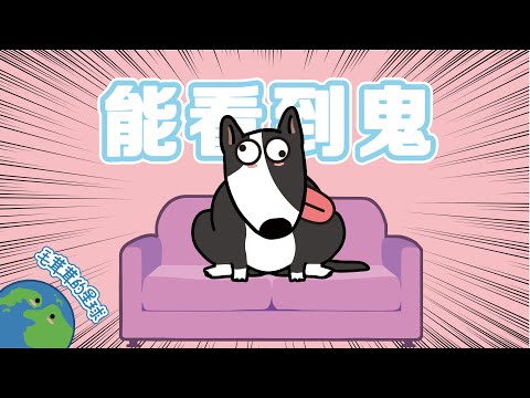 狗是怎么看到鬼的？【毛茸茸的星球】