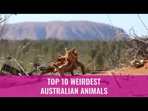 Top 10 Weirdest Australian Animals