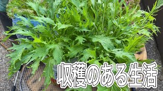 【家庭菜園】食費節約には自家栽培が最適！