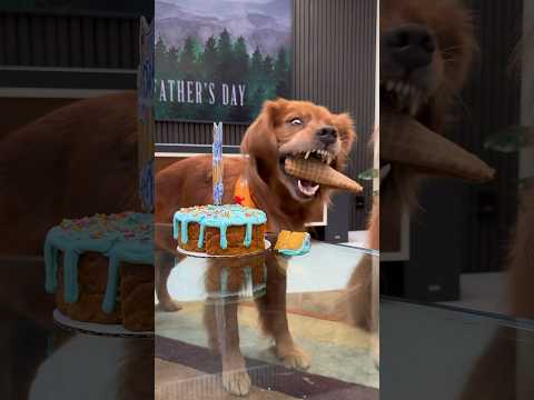 Good vs Bad Dog Cake Patience Challenge! 🎂 #goldenretriever #goldendoodle #patiencechallenge