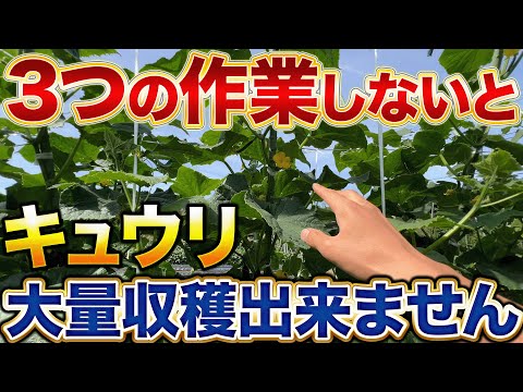 【今の時期絶対にやれ！】キュウリ栽培で一株で100〜200個収穫するために必要なのは〇〇ヅルを見極めることです