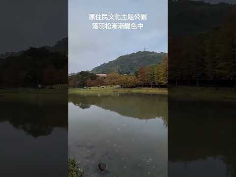 原住民文化主題公園落羽松漸漸變色中