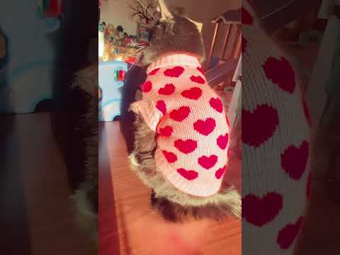 Lady Blossom with her new heart ♥️ sweater Awww