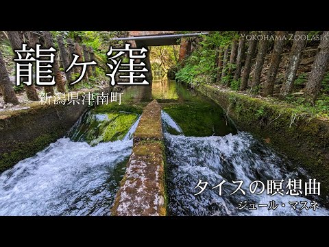 【日曜深夜名曲 vol.321】 龍ヶ窪 (新潟県津南町) | タイスの瞑想曲 (ジュール･マスネ)