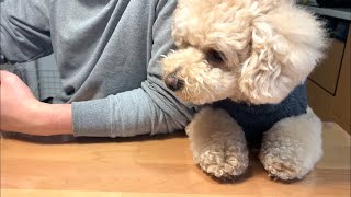 家族団らんに混ざりたい大きいトイプードル【デカプー】【トイプードルのロアくん】【toy poodle】