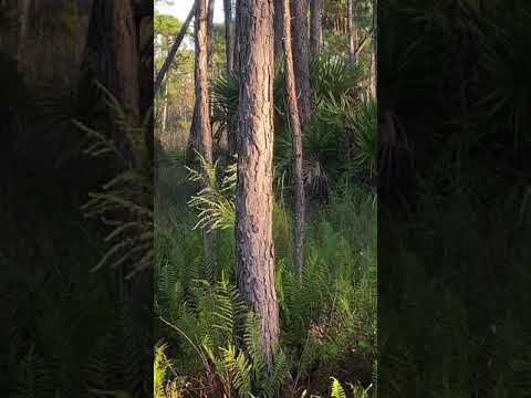 Wild Florida Hog on Public Land