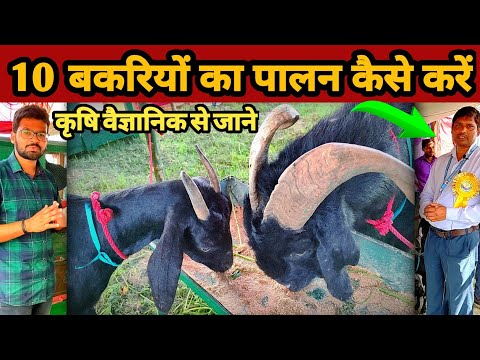 बकरी पालन कैसे करे | ब्लैक बंगाल बकरी | goat farming business | bakri palan