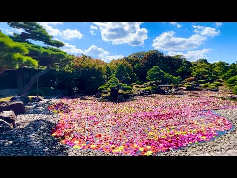 【由志園】池泉天竺牡丹・10万輪の花庭池に浮かぶ紅葉との共演の季節