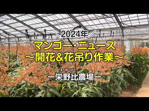 農場日記・2024年マンゴー開花＆花吊り作業｜栄野比農場