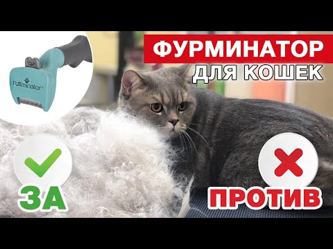 Фурминатор для кошек - линька, мифы и запреты, вред для здоровья