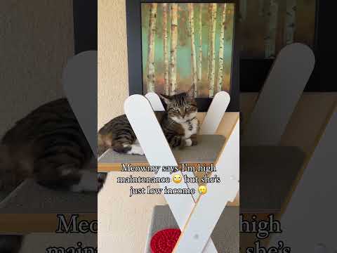 #cats #funnycats #catlover #funnyshorts #catsofinstagram #catvideos #spoiledcats