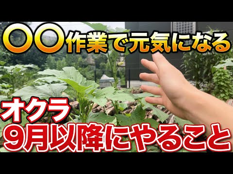 【1株から100個収穫】オクラ栽培を長期的に成功させるためにこれから絶対にやること