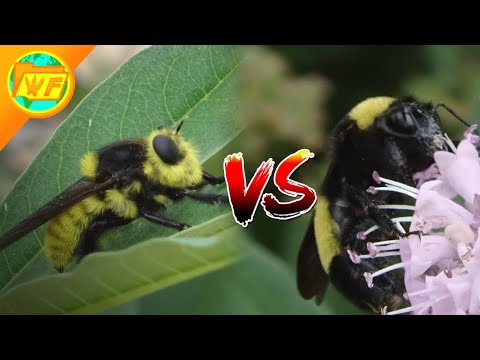 Bee VS Robber fly: Which is the DEADLY Imposter?