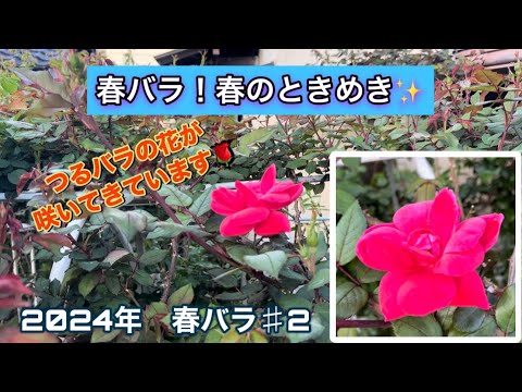 春バラ！春のときめき✨つるバラの素敵なお花が咲いてきています🌹【2024年春バラ】