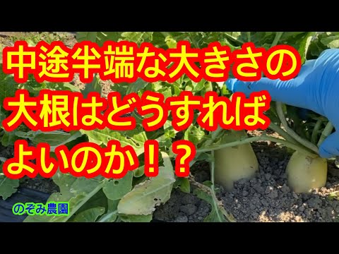 【ダイコン】中途半端な大きさの大根はどのように管理すれば良いのか解説します。