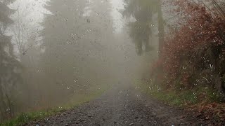 雷と雨の音とともに眠りにつく|不眠症や睡眠障害のリラックスサウンド