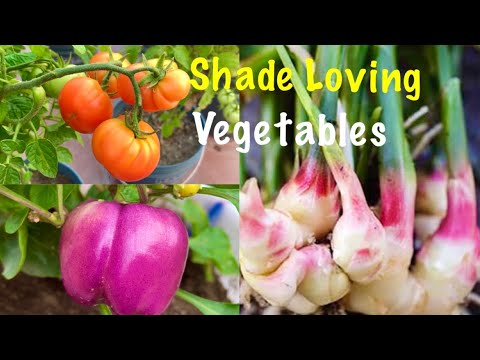 Top 10 Shade Loving Vegetables //  Vegetables To Grow In Shady Area