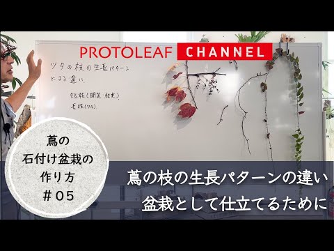 【蔦の石付け盆栽の作り方#05】蔦の枝による生長パターンの違い・盆栽として仕立てるために