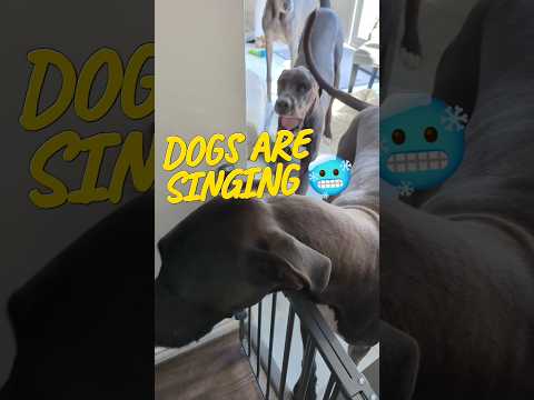 How 3 dogs are singing together #dogs #catsanddogsyourd og #funnydogs