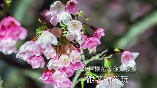 內湖景點-東湖夜賞櫻花【樂活親子特色公園】