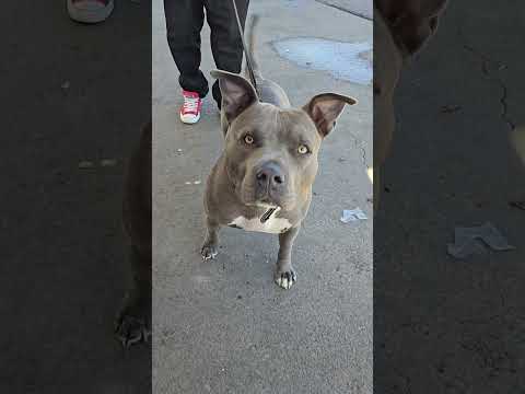 Meet Bullet Blue Nose pitbull!  #bluenosepitbull #bluenose #dog #dogs #dogshorts #shortvideo #pets