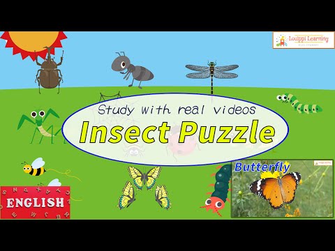 [English] Puzzle & Live-action Video Flashcards Learn Insects in English