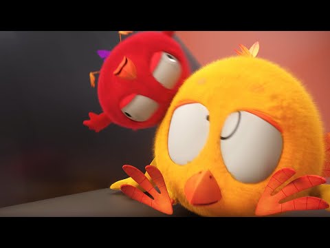 Chicky and Poyo are being silly! | Where's Chicky?  | Cartoon Collection in English for Kids | HD