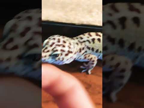 Leopard gecko #lepardgecko