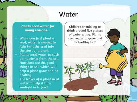 IPC Week 2 Lesson 1 LT: Know what a healthy plant needs to grow