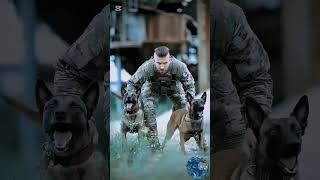 K9 dog training #k9 #dog #dogsoftiktok #tactical #malinois #dogtrainer #trending