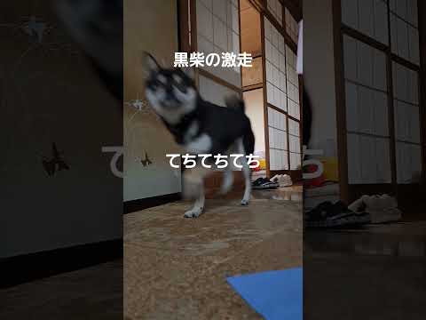 飼い主がお夜食の砂肝を用意しているのを察知してかわいい足で激走。#保護犬 #多頭飼育崩壊 #保護犬を家族に #柴犬 #柴犬のいる暮らし #豆柴 #増量計画中