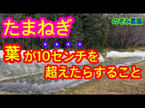 【たまねぎ】葉っぱが10cm以上になったら、して欲しい４つの作業。皆さんはいかがですか？