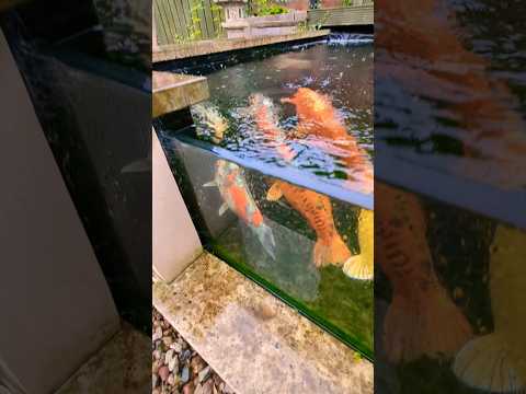 Feeding HUGE Koi Fish 🐟🐠 🌊😲 #koi #koifish #koifishpond #fishtank