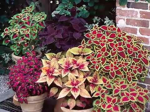 Get to Know Coleus - Shade-Loving Plants