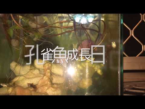 孔雀魚成長日記